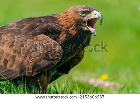 Golden Eagle (Aquila chrysaetos) portrait - bird of prey from Family Accipitridae living in the Northern Hemisphere. Selective focus Royalty-Free Stock Photo #2153606537