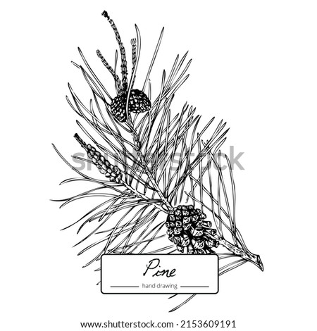 Vector hand drawn vintage pine tree. Botanical black and white graphics