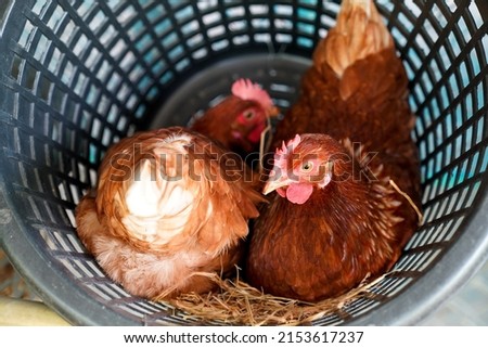  Bird flu, farm chickens, H5N1 H5N6 Avian Influenza (HPAI), which causes severe symptoms and rapid death of infected poultry.
 Royalty-Free Stock Photo #2153617237