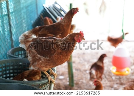  Bird flu, farm chickens, H5N1 H5N6 Avian Influenza (HPAI), which causes severe symptoms and rapid death of infected poultry. Royalty-Free Stock Photo #2153617285
