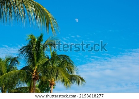Looking up through the palm trees to the super blue sky with a view of the moon in the middle of the day Royalty-Free Stock Photo #2153618277