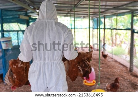 A veterinarian takes the carcasses of chickens on a farm that have died from the bird flu epidemic. This causes the infected birds to have severe symptoms and rapid death. Royalty-Free Stock Photo #2153618495