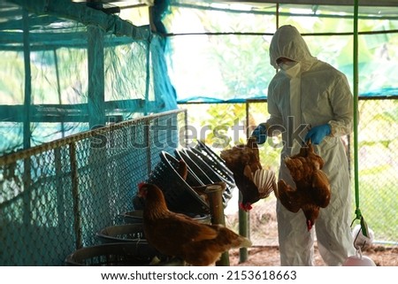 A veterinarian takes the carcasses of chickens on a farm that have died from the bird flu epidemic. This causes the infected birds to have severe symptoms and rapid death. Royalty-Free Stock Photo #2153618663