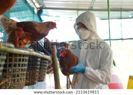 Bird flu, Veterinarians vaccinate against diseases in poultry such as farm chickens, H5N1 H5N6 Avian Influenza (HPAI), which causes severe symptoms and rapid death of infected poultry.
 Royalty-Free Stock Photo #2153619815