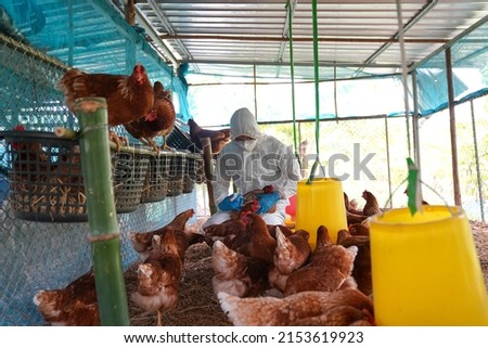 Bird flu, Veterinarians vaccinate against diseases in poultry such as farm chickens, H5N1 H5N6 Avian Influenza (HPAI), which causes severe symptoms and rapid death of infected poultry.
 Royalty-Free Stock Photo #2153619923