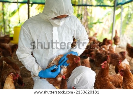 Bird flu, Veterinarians vaccinate against diseases in poultry such as farm chickens, H5N1 H5N6 Avian Influenza (HPAI), which causes severe symptoms and rapid death of infected poultry.
 Royalty-Free Stock Photo #2153620181