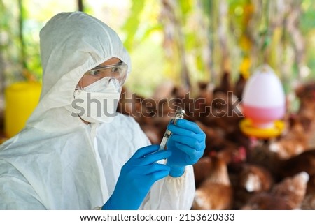 Bird flu, Veterinarians vaccinate against diseases in poultry such as farm chickens, H5N1 H5N6 Avian Influenza (HPAI), which causes severe symptoms and rapid death of infected poultry.
 Royalty-Free Stock Photo #2153620333
