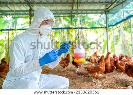 Bird flu, Veterinarians vaccinate against diseases in poultry such as farm chickens, H5N1 H5N6 Avian Influenza (HPAI), which causes severe symptoms and rapid death of infected poultry.
 Royalty-Free Stock Photo #2153620361