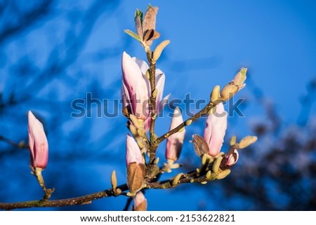 Close-up view of a branch of Star Magnolia (lat: Magnolia stellata) with several freshly blossoming flowers against a blurred natural background at dusk.
