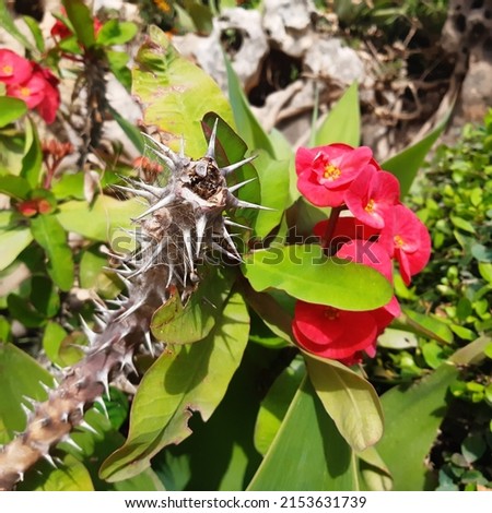 Succulent plant Crown of thorns ( latin Euphorbia milii ) known as Christ plant, or Christ thorn, is a species of flowering plant in the spurge family Euphorbiaceae, native to Madagascar. Royalty-Free Stock Photo #2153631739