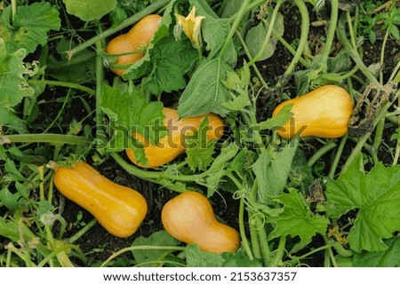 Farming, growing healthy pumpkin vegetables on your garden plot