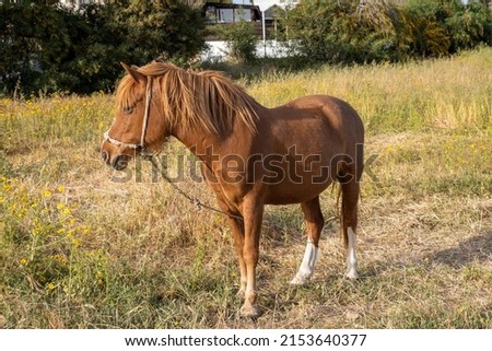 Light red horse grazes in the meadow. Farm field with grazing horses. The concept of life in the countryside, away from cities and civilization, unity with nature and enjoyment.