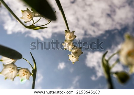 Close-up image of Summer Snowflake flowers against a blue sky Royalty-Free Stock Photo #2153645189