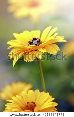 Bee on yellow Echinacea Flower. Vertical nature background photo