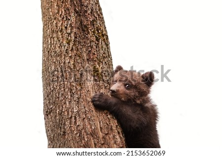 Portrait of a little bear cub climbing a tree. Wildlife protection concept. Isolation on white. Royalty-Free Stock Photo #2153652069