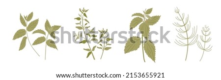Collection of green healing medical herbs. Herbal set. Melissa, thyme, nettle,  horsetail grass or Equisetum, Royalty-Free Stock Photo #2153655921