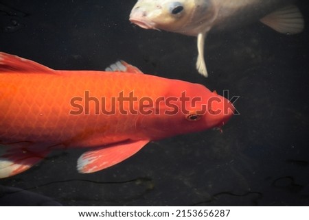 Bright colored Japanese koi pond swimming around in a garden pond.