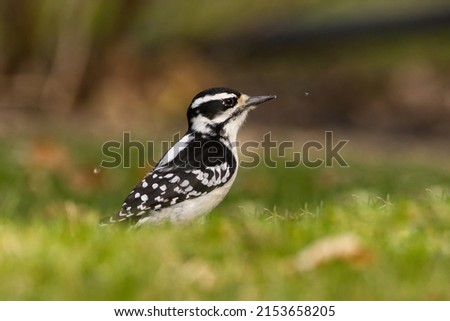 Female Hairy Woodpecker in a field. Captured in Richmond Hill, Ontario, Canada.