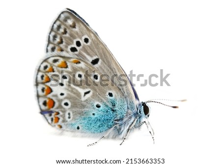 European common blue (Polyommatus icarus) isolated on white Royalty-Free Stock Photo #2153663353