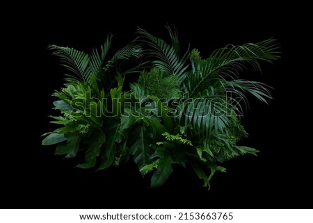 Tropical leaves foliage jungle plant bush floral arrangement indoor nature backdrop on black background. Royalty-Free Stock Photo #2153663765