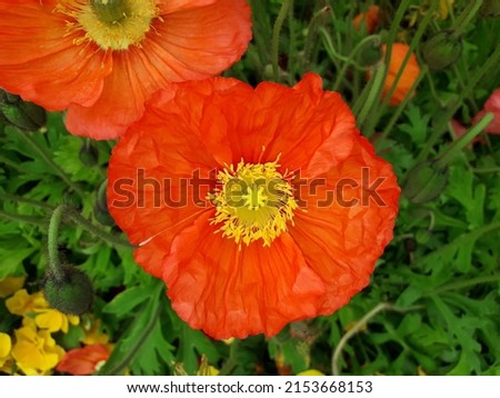 Close-up of a red poppy flower