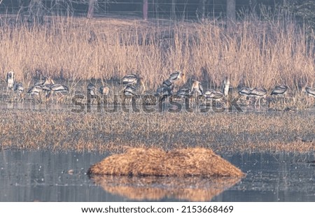 A Flock off Storks searching food in lake