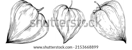 Physalis flower by hand drawing. Cosmos floral logo or tattoo highly detailed in line art style. Black and white clip art isolated. Antique vintage engraving illustration for emblem. Herbal medicine.