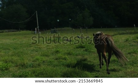 Young brown horse in field with green grass on a farm in south eastern united states