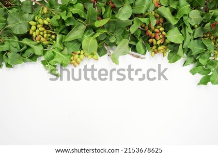 Website header presentation with pistachio leaf and fruit background