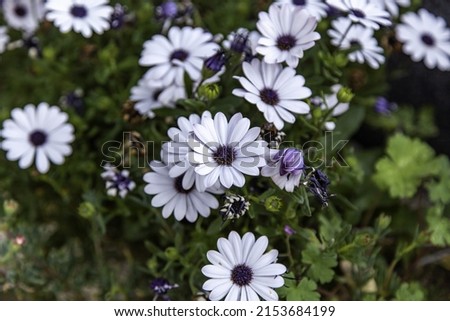 Colored daisies in a bouquet of flowers, nature and landscape