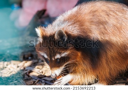 Close-up of a raccoon in an eco-farm