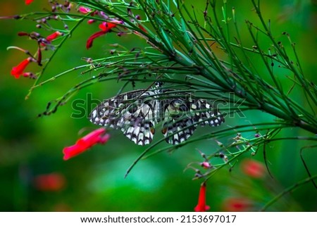 Lemon butterfly, lime swallowtail and chequered swallowtail Butterfly resting on the flower plants.