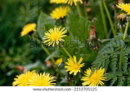 Close up photograph of Dandelions in a meadow in Spring 