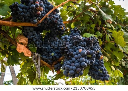 Ripe grapes on a vineyard plantation