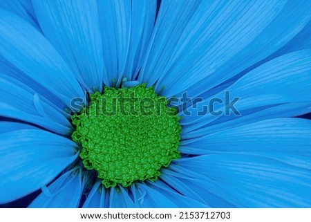 Macro photography of a blue colored daisy with a bright yellow center