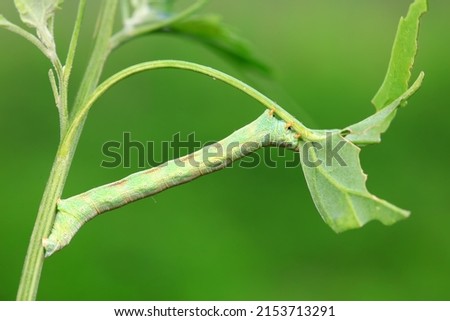 Lepidoptera larva inchworm in the wild, North China Royalty-Free Stock Photo #2153713291