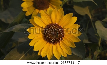 Sun flowers, beautiful picture of sun flowers, close up picture of sun flowers, beautiful sun flowers, Suny flower field