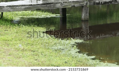 shoreline of fishing lake up close with green plant life growing in the south east of the united states during summer