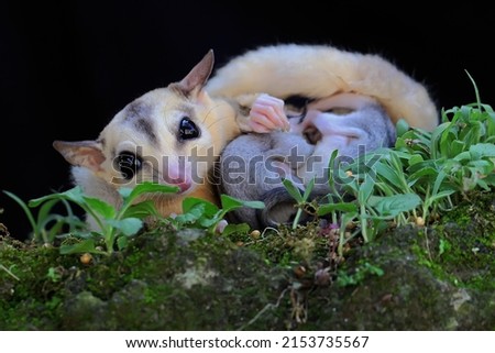 A mother sugar glider is nursing her two babies on moss-covered ground. This marsupial mammal has the scientific name Petaurus breviceps.