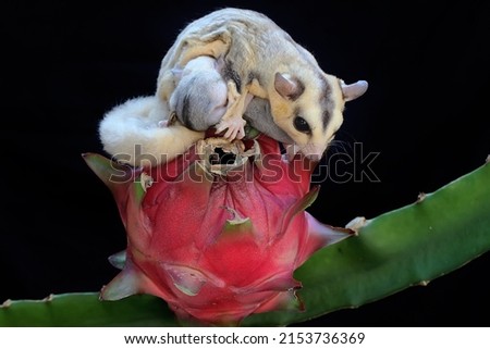A mother sugar glider is eating dragon fruit while nursing her two babies. This marsupial mammal has the scientific name Petaurus breviceps.