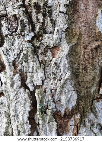 Selective focus picture of tree bark damage during daytime.