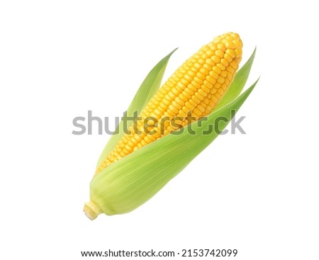 Fresh corn isolated on white background. Clipping path. Royalty-Free Stock Photo #2153742099