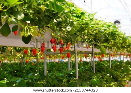 Strawberry picking at a strawberry house in Yamanashi,Japan Royalty-Free Stock Photo #2153744323