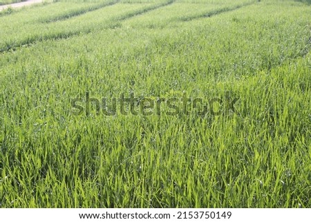 young green rice plants belonging to local farmers