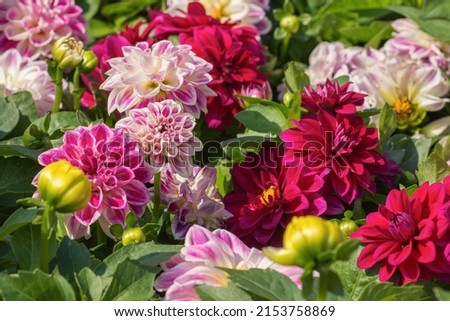 Bunch of colorful dahlia flowers. Springtime at the flower market Royalty-Free Stock Photo #2153758869