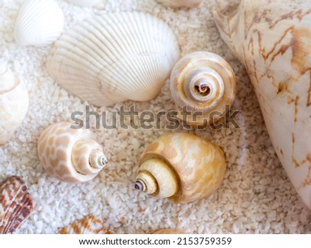 Close-up seashell background. Various colorful, kinds and shapes seashell on white small gravel sand beach background.