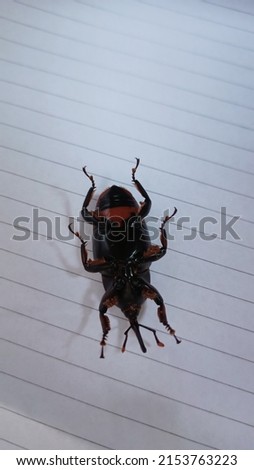 picture of a coconut beetle with a wood-like pattern, a hard-skinned insect that eats rotten wood residue