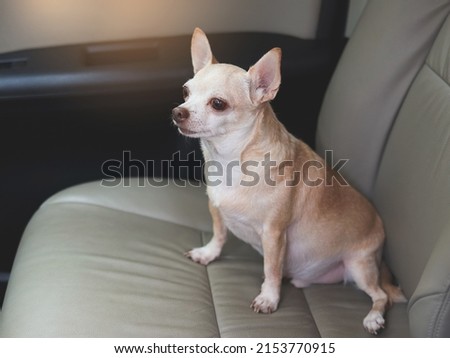 Portrait of brown chihuahua sitting  on car seat, looking outside. travel with animals.
