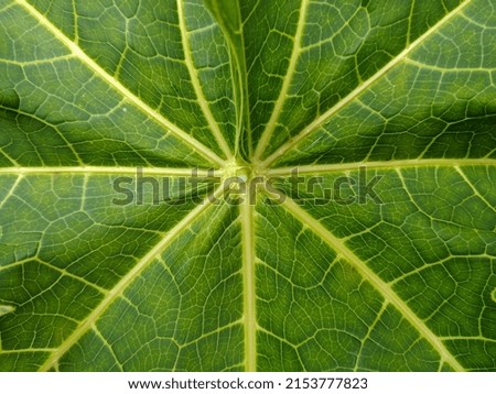 bright green papaya leaves on a sunny day with the characteristics of the papaya, available royalty free. Very natural for background or wallpaper with high quality