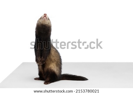 Looking up. Studio shot of cute little white grey ferret isolated over white background. Concept of domestic and wild animals, care, pets love, friendship. Looks happy, delighted. Copy space for ad